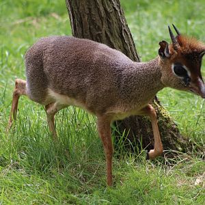 Kirk's dik-dik - 1 July 2021