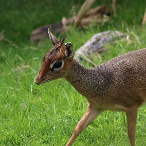 Kirk's dik-dik - 1 July 2021