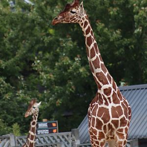 Reticulated giraffe - 1 July 2021