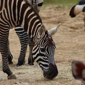 Maneless zebra - 1 July 2021