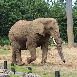 African bush elephant - 1 July 2021