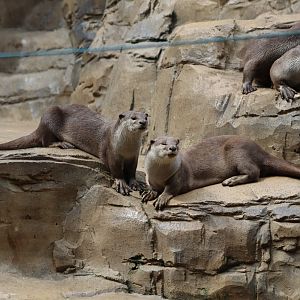 Indochinese smooth-coated otter - 1 July 2021