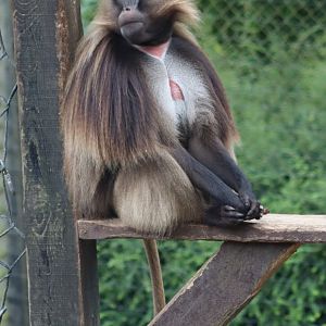 Gelada - 1 July 2021