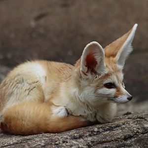 Fennec fox - 1 July 2021