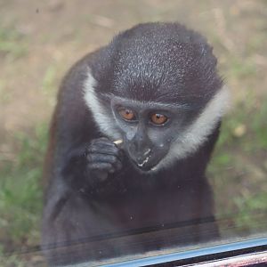 L'Hoest's guenon - 1 July 2021