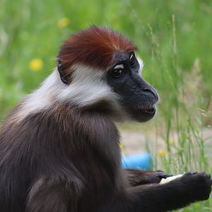 Cherry-crowned mangabey - 1 July 2021