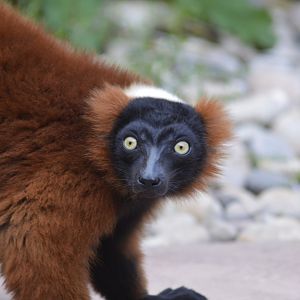 Red ruffed lemur [2019]