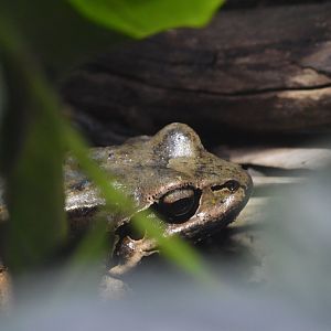 Mountain chicken [2019]