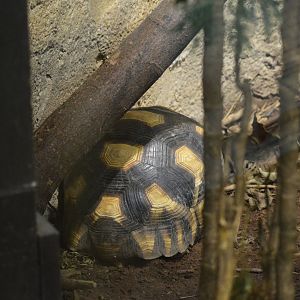 Angonoka tortoise [2019]