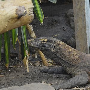 Komodo dragon [2019]