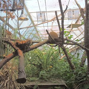 Narrow-striped mongoose [2015]