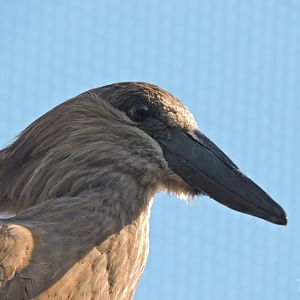 Hamerkop [2015]
