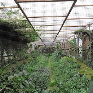 Fruit bat aviary [2015]