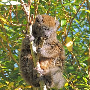 Lac Alaotra bamboo lemur [2015]