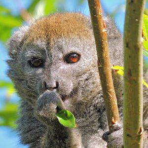 Lac Alaotra bamboo lemur [2015]