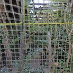 Echo parakeet aviary [2015]