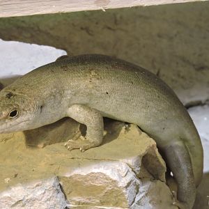 Telfair's skink [2015]