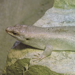 Telfair's skink [2015]