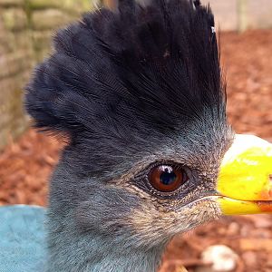 Great blue turaco - juvenile