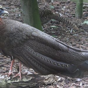 Argus pheasant - male