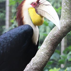 Wreathed hornbill - male