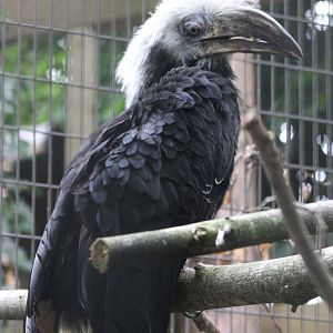 Long-crested hornbill - female