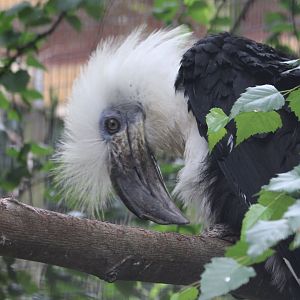 Long-crested hornbill - male