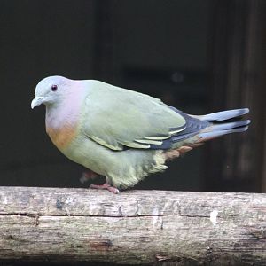 Pink-necked green pigeon - male