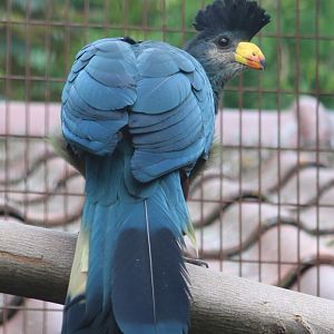 Great blue turaco - juvenile