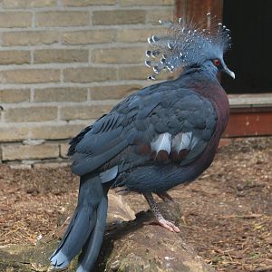 Victoria crowned pigeon