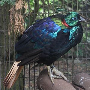 Himalayan monal - male