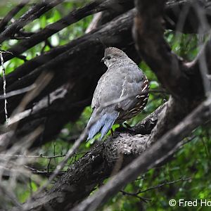 gambels quail (juvenile)