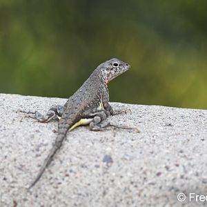zebra tailed lizard