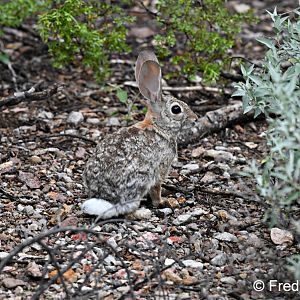 desert cottontail