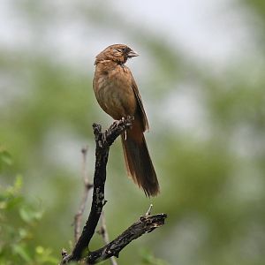 aberts towhee