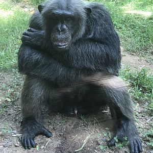 Chimpanzee "Jonathan"