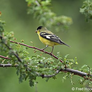 lesser goldfinch