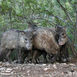 javelinas rubbing