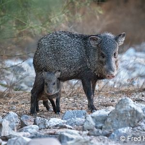 mother and baby javelina