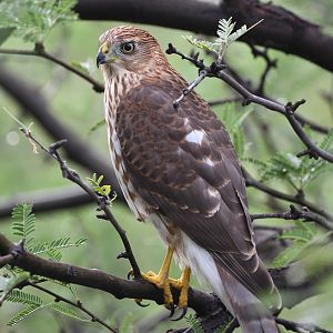 coopers hawk