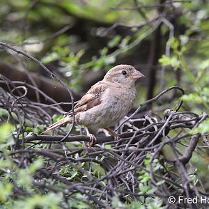 house sparrow (juvenile)