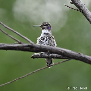 hummingbird (likely annas)