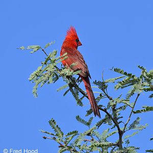 northern cardinal
