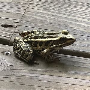 Pickerel Frog in North Carolina