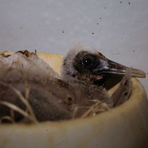 Black-faced ibis at the hand-raising station