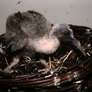 Black-faced ibis at the hand-raising station