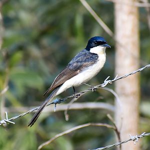 Restless Flycatcher (Myiagra inquieta