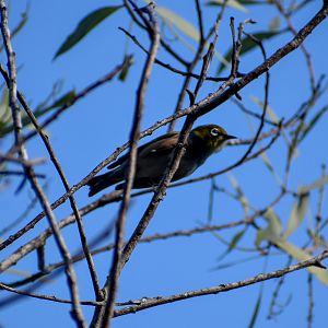 Silvereye (Zosterops lateralis)