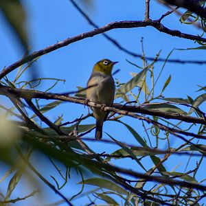 Silvereye (Zosterops lateralis)