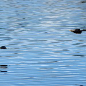 Noisy Miner Chasing a Sacred Kingfisher